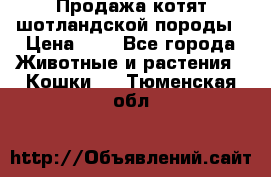 Продажа котят шотландской породы › Цена ­ - - Все города Животные и растения » Кошки   . Тюменская обл.